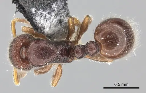 Lordomyrma epinotalis specimen