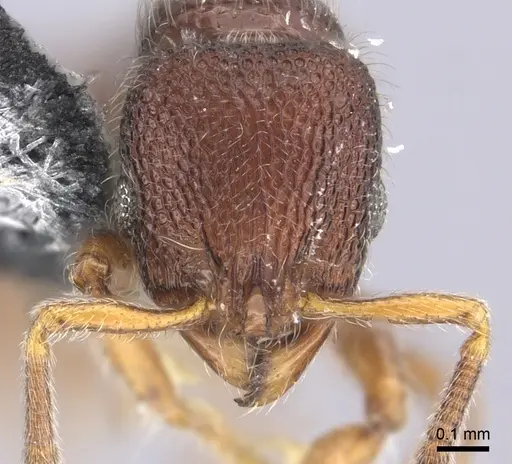 Lordomyrma epinotalis specimen