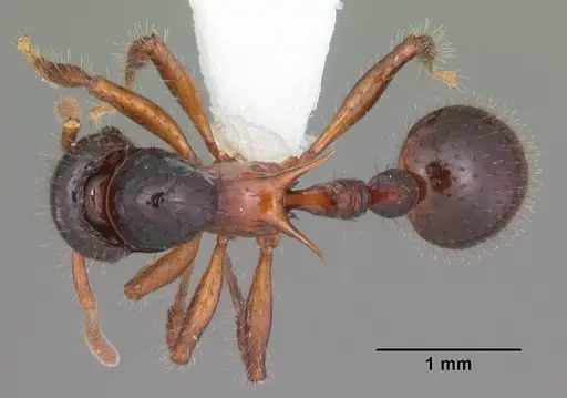 Lordomyrma furcifera specimen