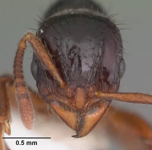 Lordomyrma furcifera specimen