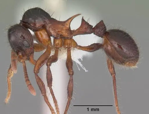 Lordomyrma furcifera specimen