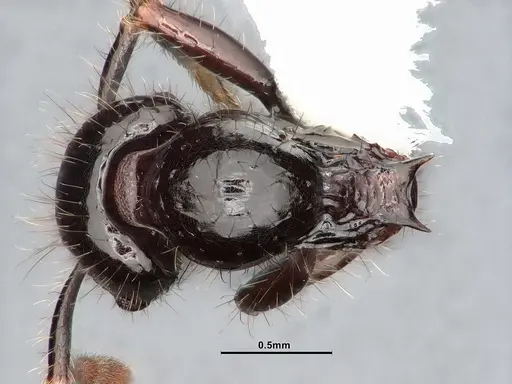 Lordomyrma infundibuli specimen