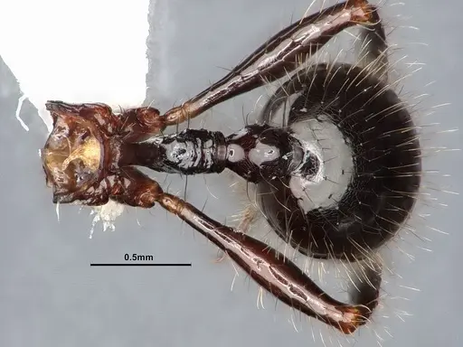 Lordomyrma infundibuli specimen