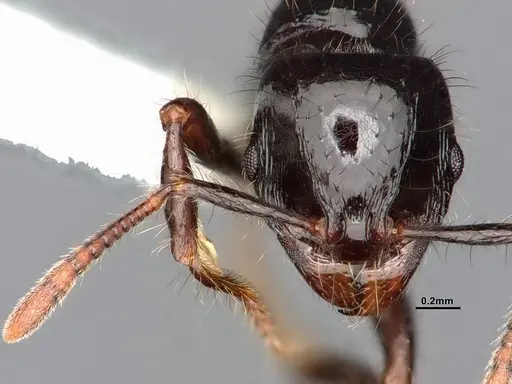 Lordomyrma infundibuli specimen