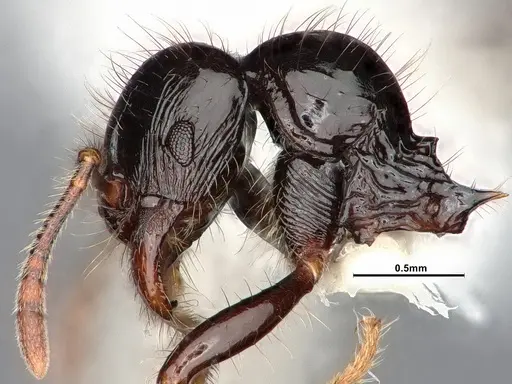 Lordomyrma infundibuli - CASENT0885527