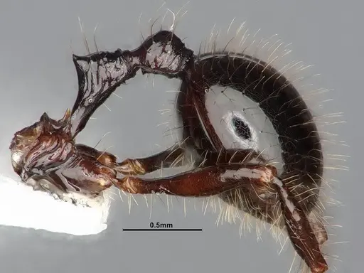 Lordomyrma infundibuli - CASENT0885527