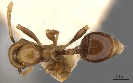 Lordomyrma infundibuli - CASENT0900966