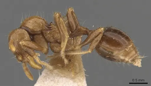 Lordomyrma infundibuli - CASENT0900966