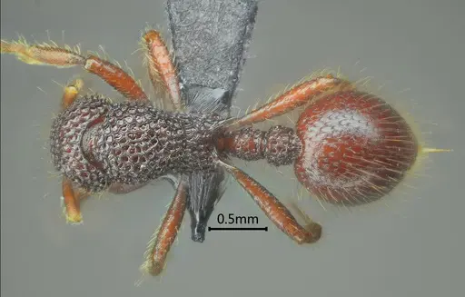 Lordomyrma jingpo specimen