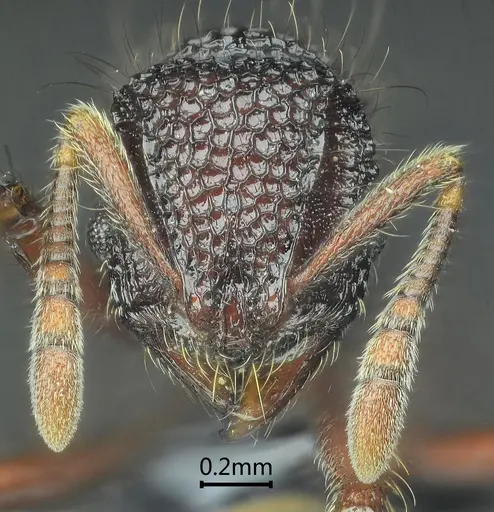 Lordomyrma jingpo specimen