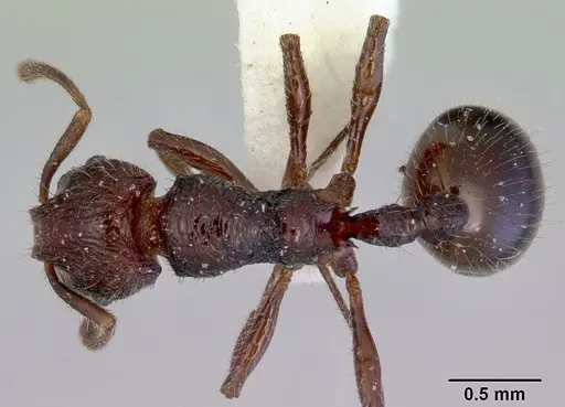 Lordomyrma leae specimen