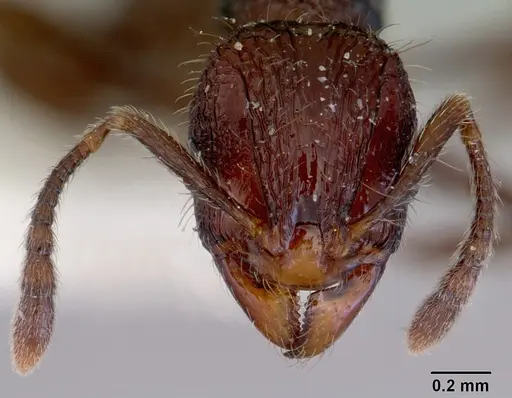 Lordomyrma leae specimen