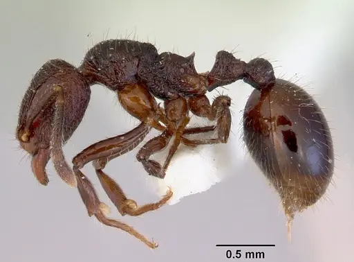 Lordomyrma leae specimen