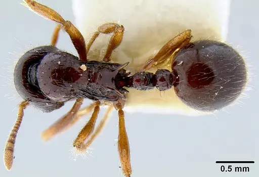 Lordomyrma levifrons specimen