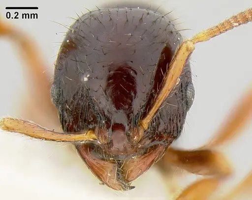 Lordomyrma levifrons specimen