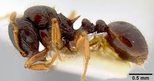 Lordomyrma levifrons specimen