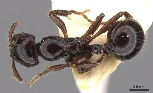 Lordomyrma nigra specimen
