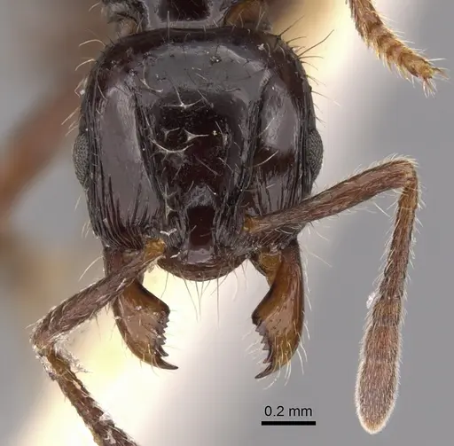 Lordomyrma nigra specimen