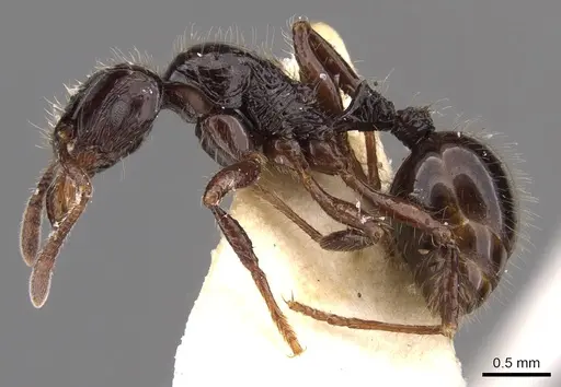 Lordomyrma nigra specimen