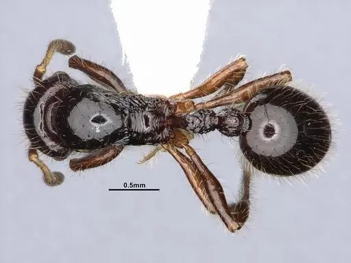 Lordomyrma nigra - CASENT4032450