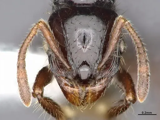 Lordomyrma nigra - CASENT4032450