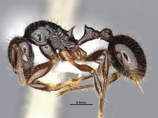 Lordomyrma nigra - CASENT4032450