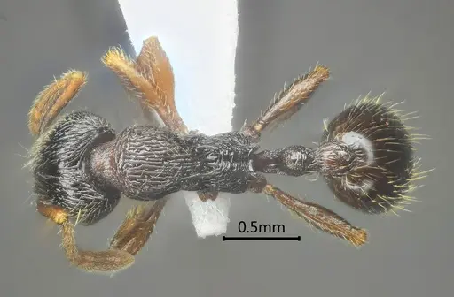 Lordomyrma nima specimen