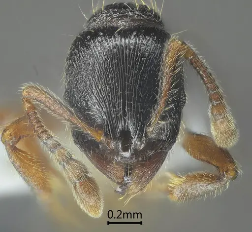 Lordomyrma nima specimen