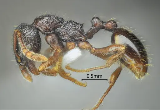 Lordomyrma nima specimen