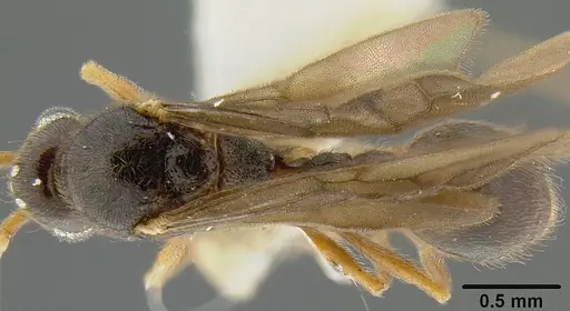 Lordomyrma polita specimen