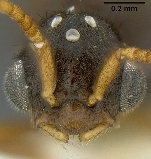 Lordomyrma polita specimen