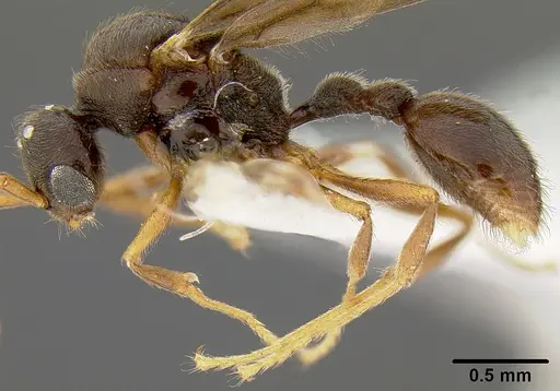 Lordomyrma polita specimen