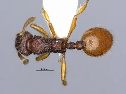 Lordomyrma punctiventris specimen