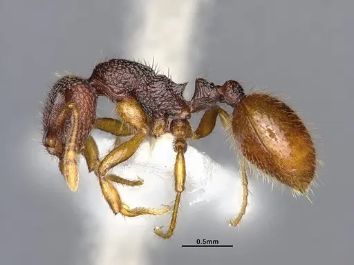 Lordomyrma punctiventris specimen