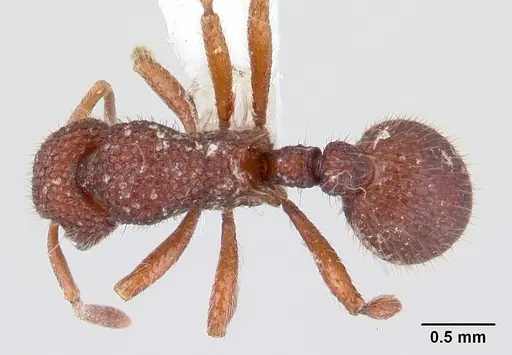 Lordomyrma reticulata specimen