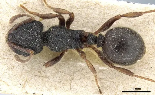 Lordomyrma rouxi specimen