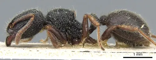 Lordomyrma rouxi specimen