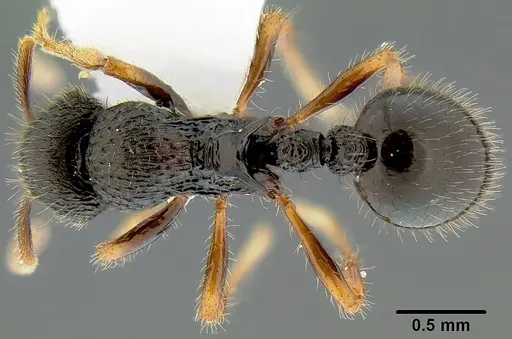 Lordomyrma rugosa specimen