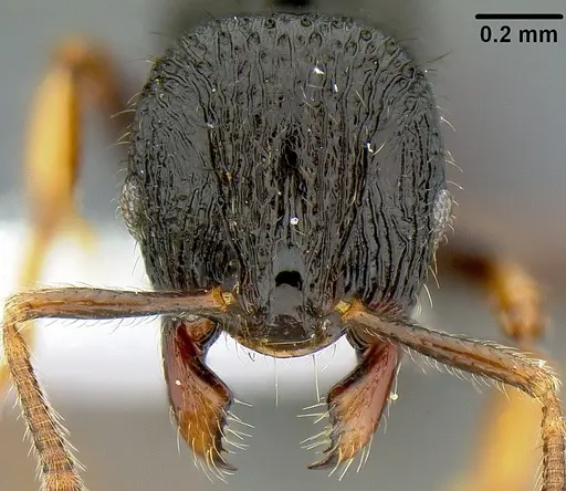 Lordomyrma rugosa specimen