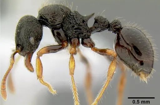 Lordomyrma rugosa specimen