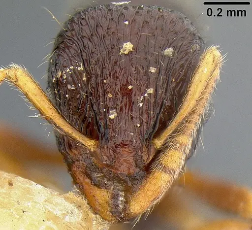 Lordomyrma rugosa - CASENT0171015