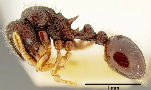 Lordomyrma rugosa - CASENT0171015