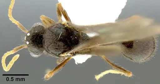 Lordomyrma rugosa - CASENT0171118