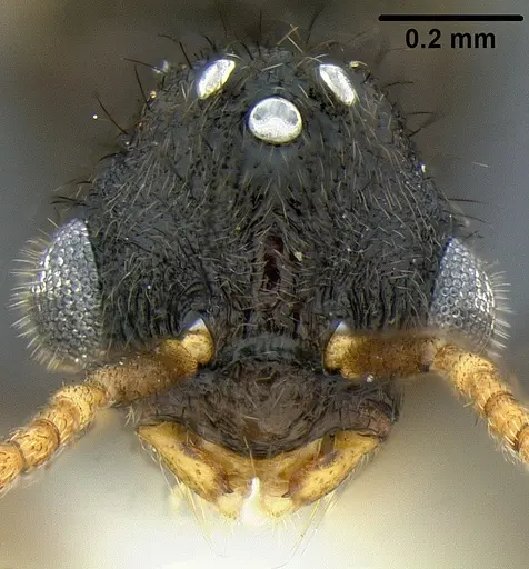 Lordomyrma rugosa - CASENT0171118