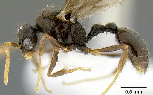 Lordomyrma rugosa - CASENT0171118