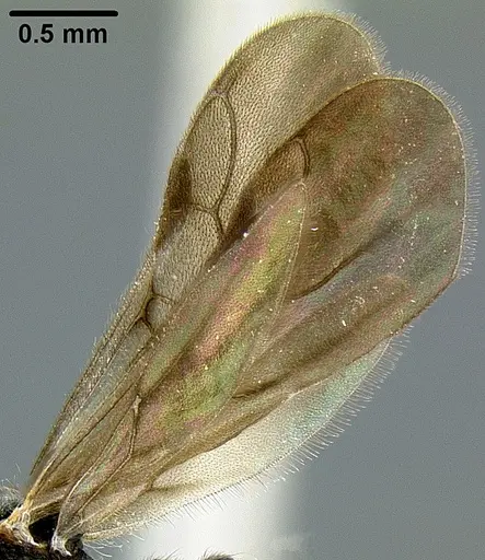 Lordomyrma rugosa - CASENT0171118