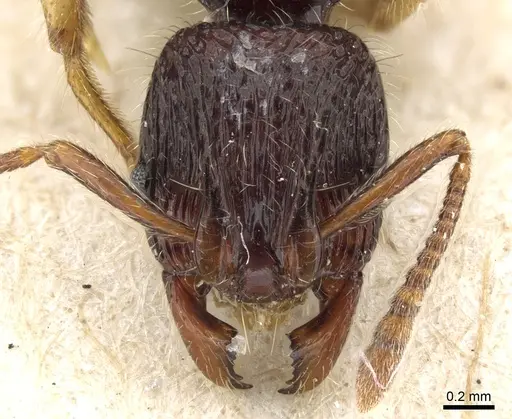 Lordomyrma sarasini specimen