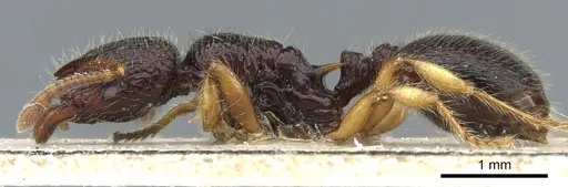 Lordomyrma sarasini specimen