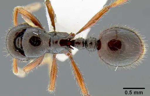 Lordomyrma stoneri specimen
