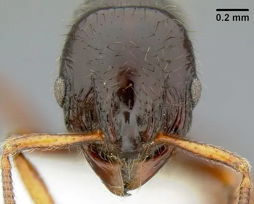 Lordomyrma stoneri specimen